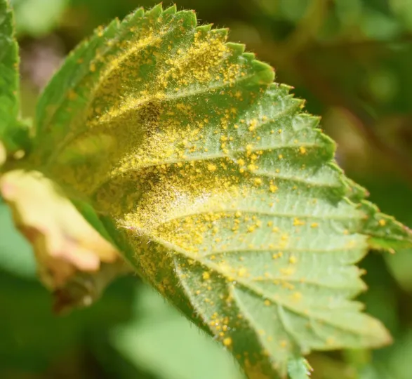 American raspberry rust