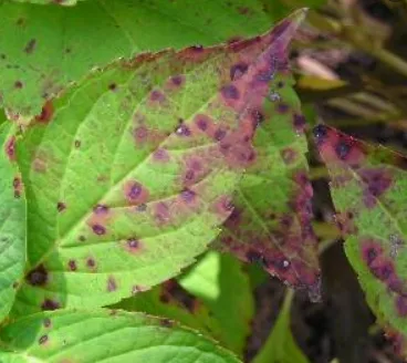 Hydrangea rust