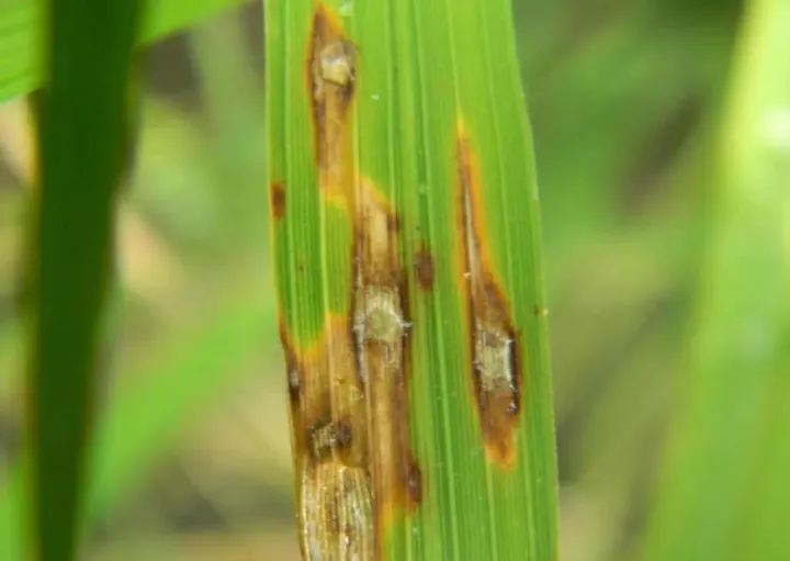 Rice blast
