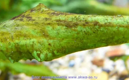 Rhopalodia gibba