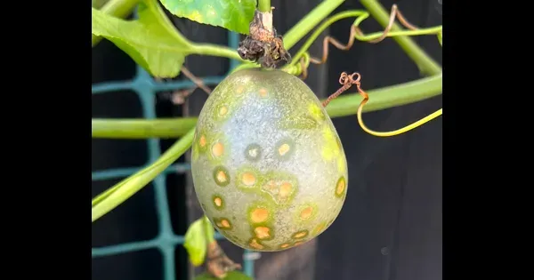 Passion fruit septoria