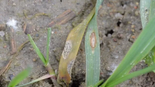 Barley speckle leaf blotch