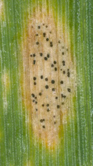 Zymoseptoria pseudotritici