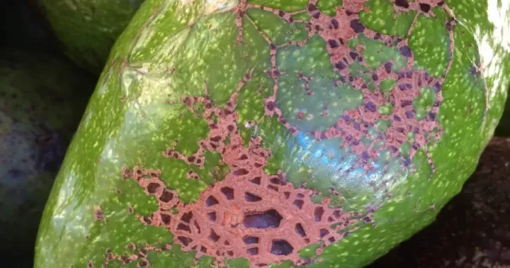 Avocado scab