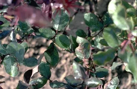 Rose leaf spot