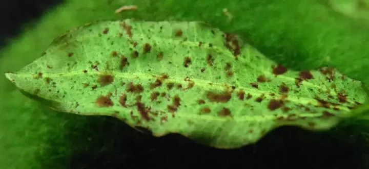 Stephanodiscaceae