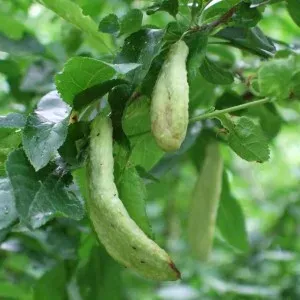 Кишеньки сливи