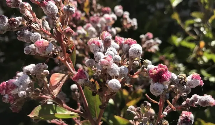 Powdery mildew of crape myrtle