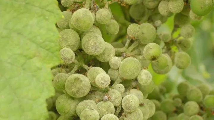 Powdery mildew