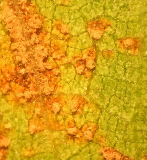 Fig Rust