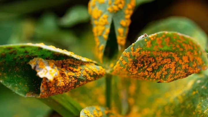 Azuki bean rust