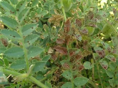Chickpea rust