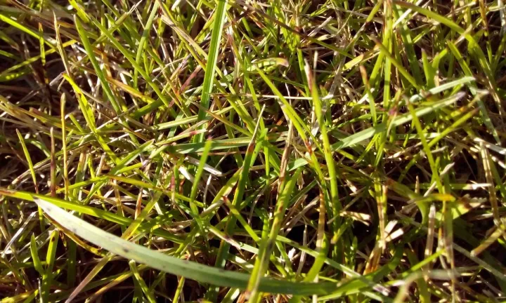 Poa rust