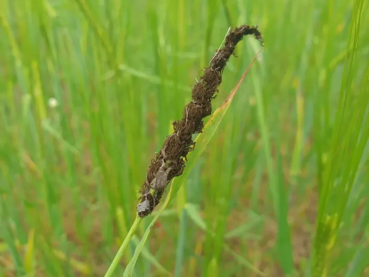 Loose smut of barley