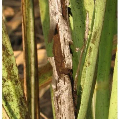 Sugarcane smut