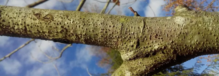 Cytospora canker