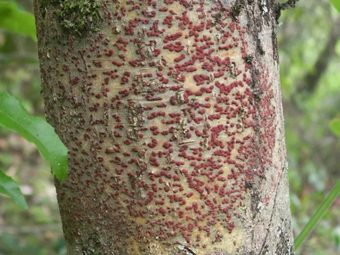 Japanese cytospora