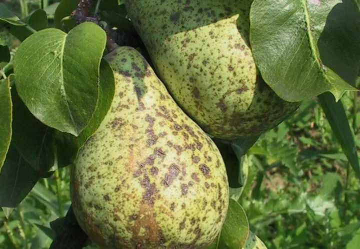 Venturia nashicola