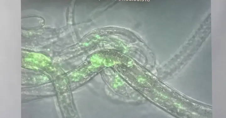 Verticillium chlamydosporium