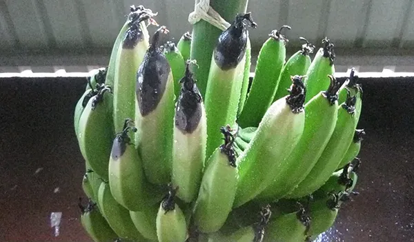 Cocoa musicilliosis