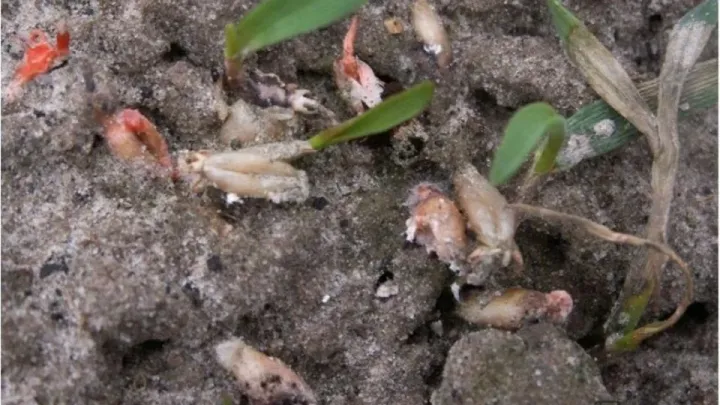 Фузариозная гниль Fusarium keratoplasticum