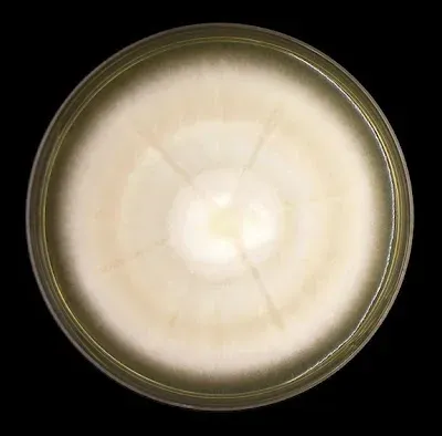 Microsporum audouinii