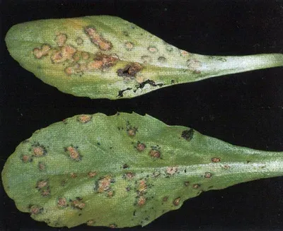 Stigmatula spot