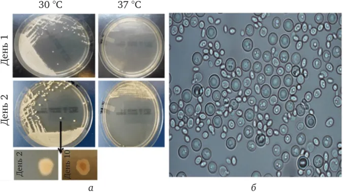 Torulopsis candida
