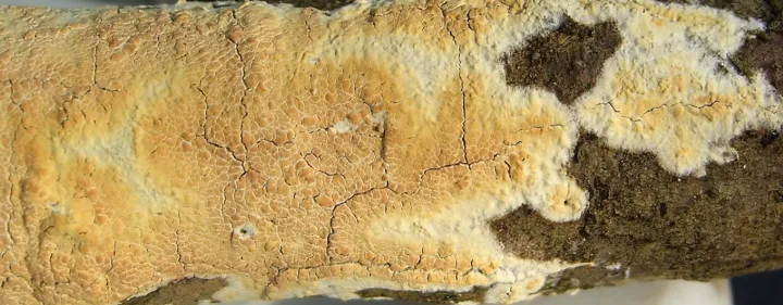 Cellar fungus
