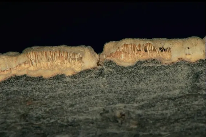 Pine blister rust