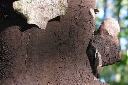 Кортикальная болезнь клена