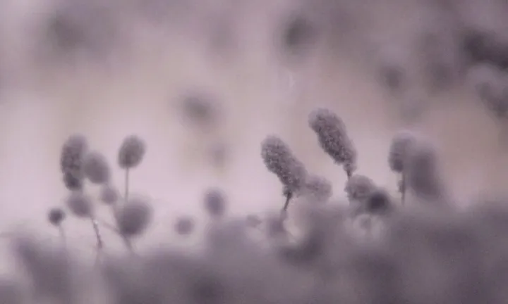 Phaeoacremonium minimum
