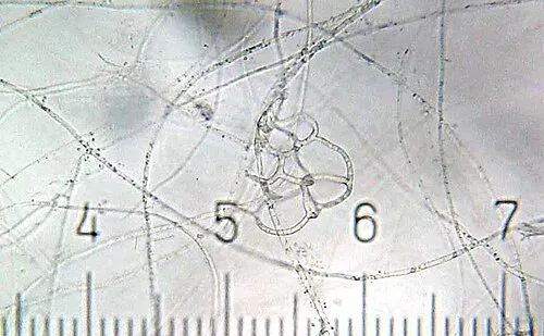 Harposporium