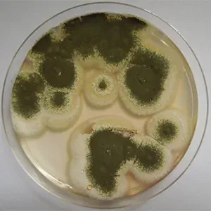 Trichoderma harzianum