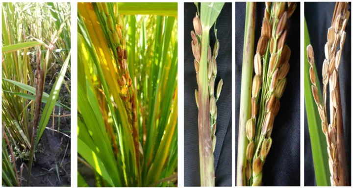 Rice sheath brown rot