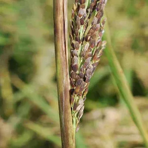 Sarocladium blight