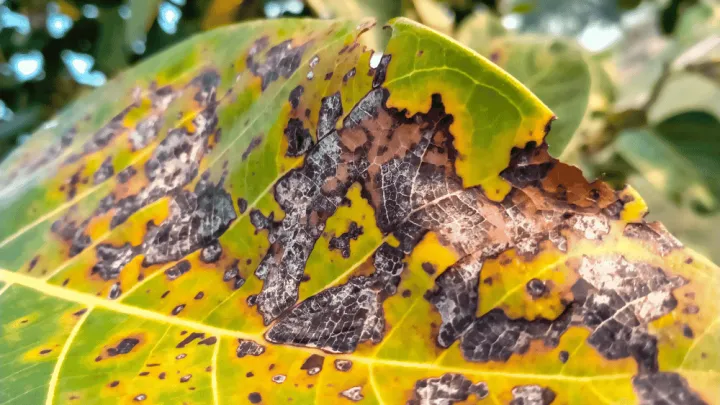 Enterobacteriosis