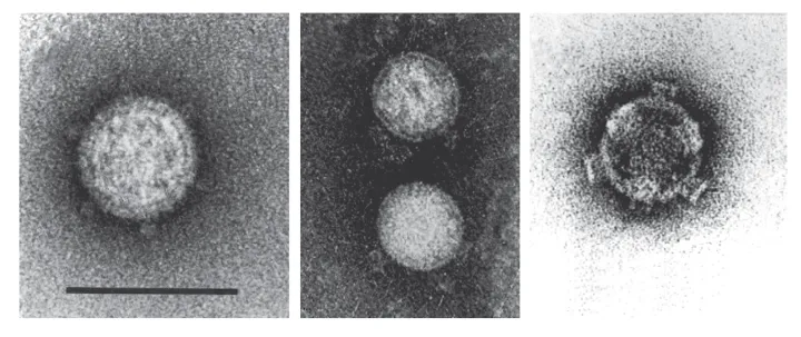 Fijivirus
