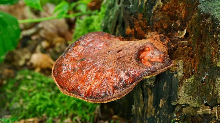 Fistulina hepatica