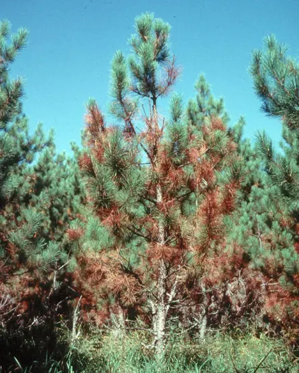 Scleroderris canker