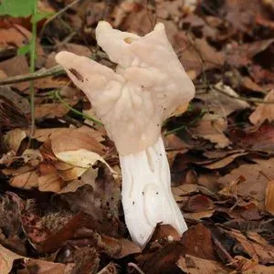 Helvellaceae