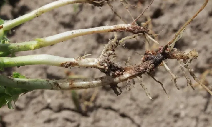 Root rot