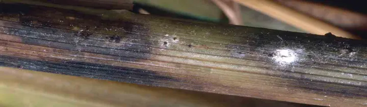 Sclerotial stem rot of rice