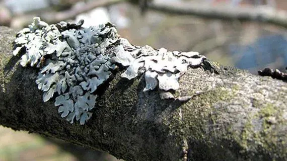 Caloplaca