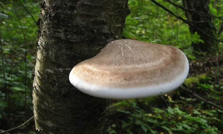 Polyporales