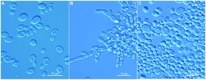 Saccharomycetales