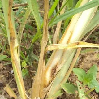 Sclerosporosis