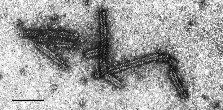 Varicosavirus