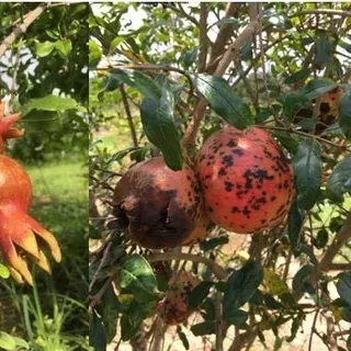 Pomegranate cercospora leaf spot