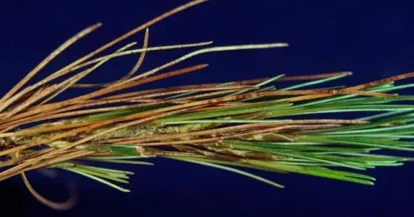 Canavirgella banfieldii